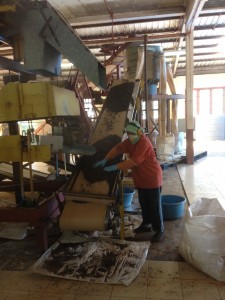 Cameron Highlands-067